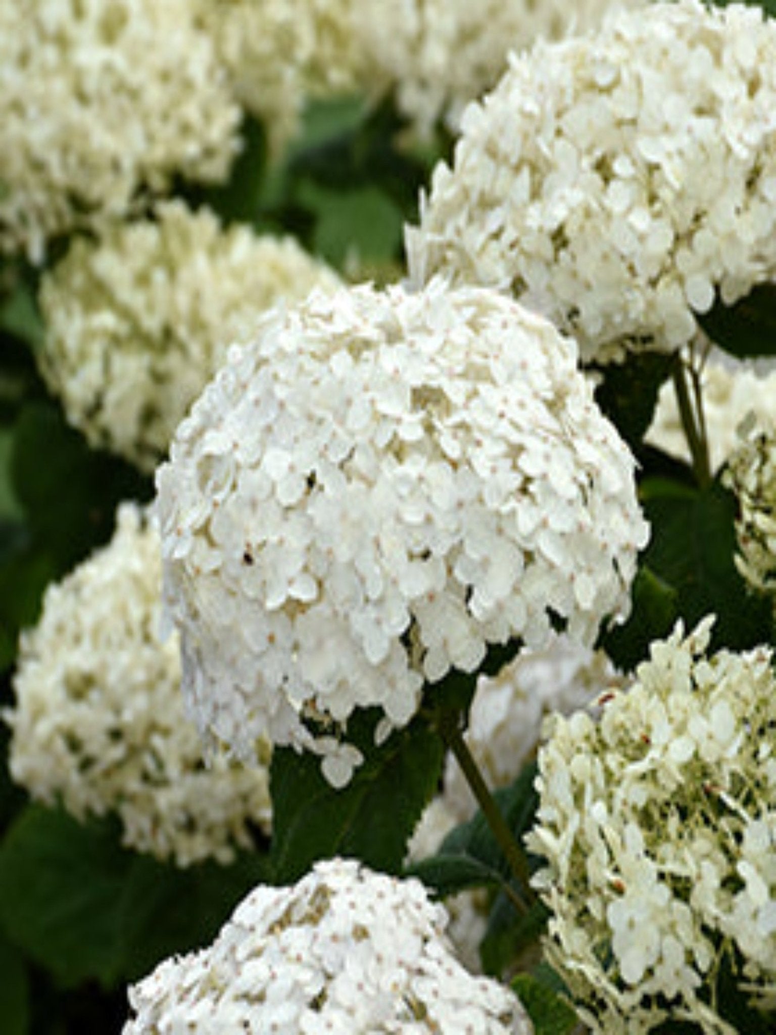 Invincibelle Wee White - Satellite Garden Centre