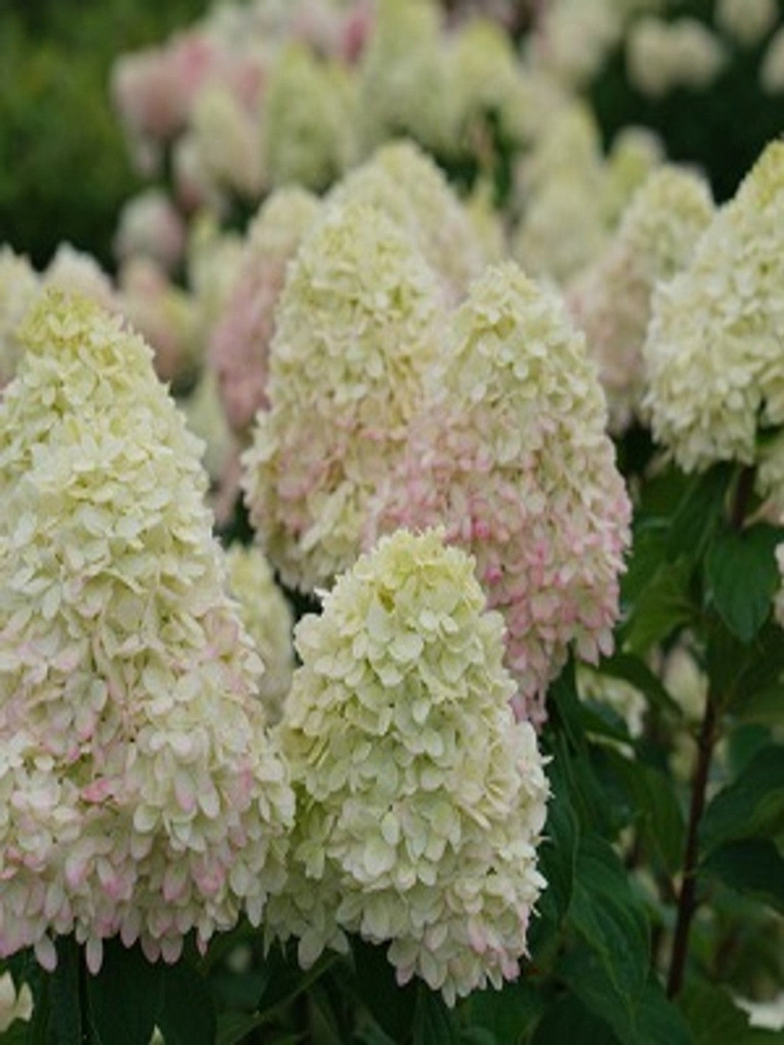 Limelight Prime - Satellite Garden Centre