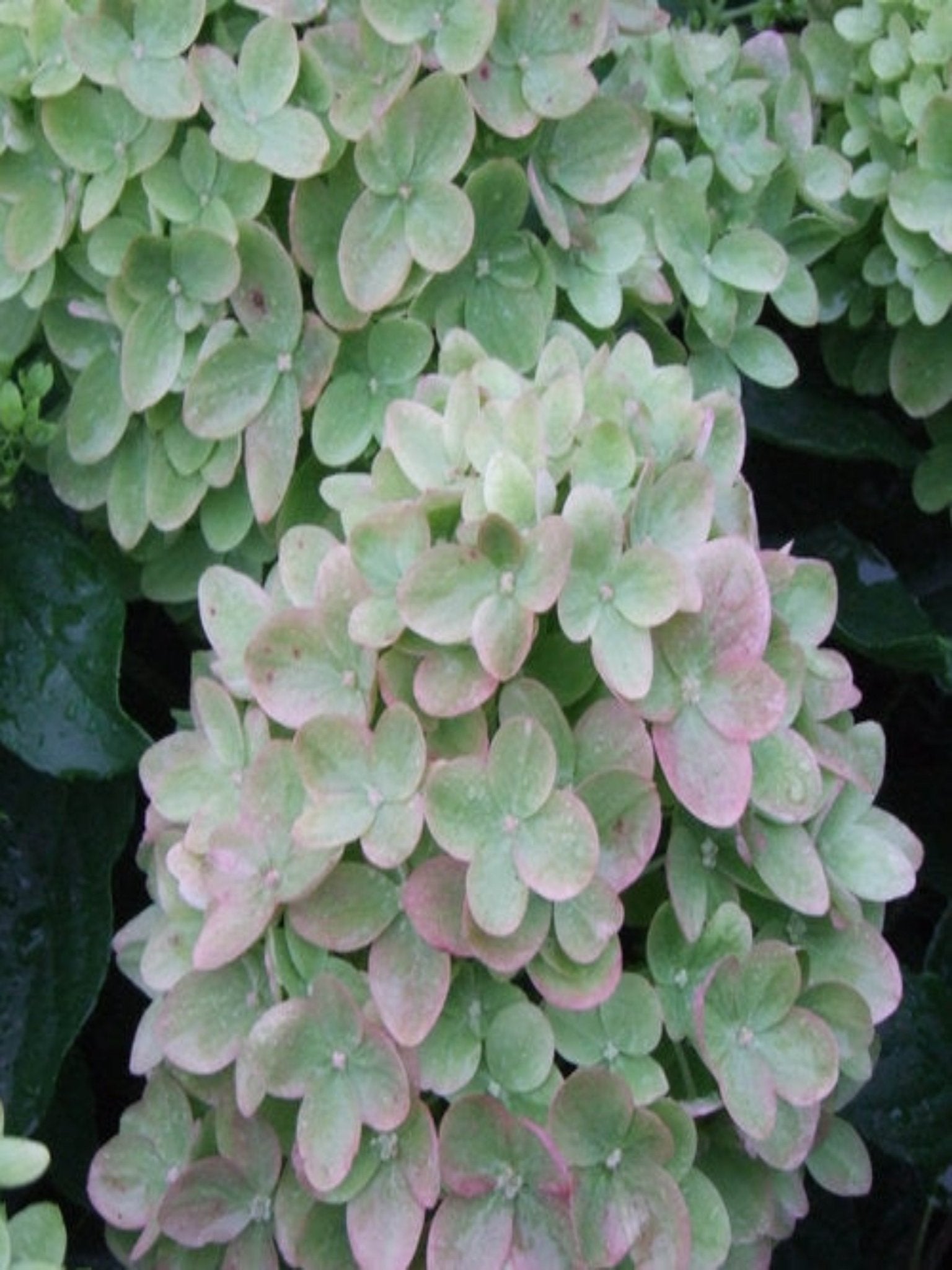 Little Lime - Satellite Garden Centre