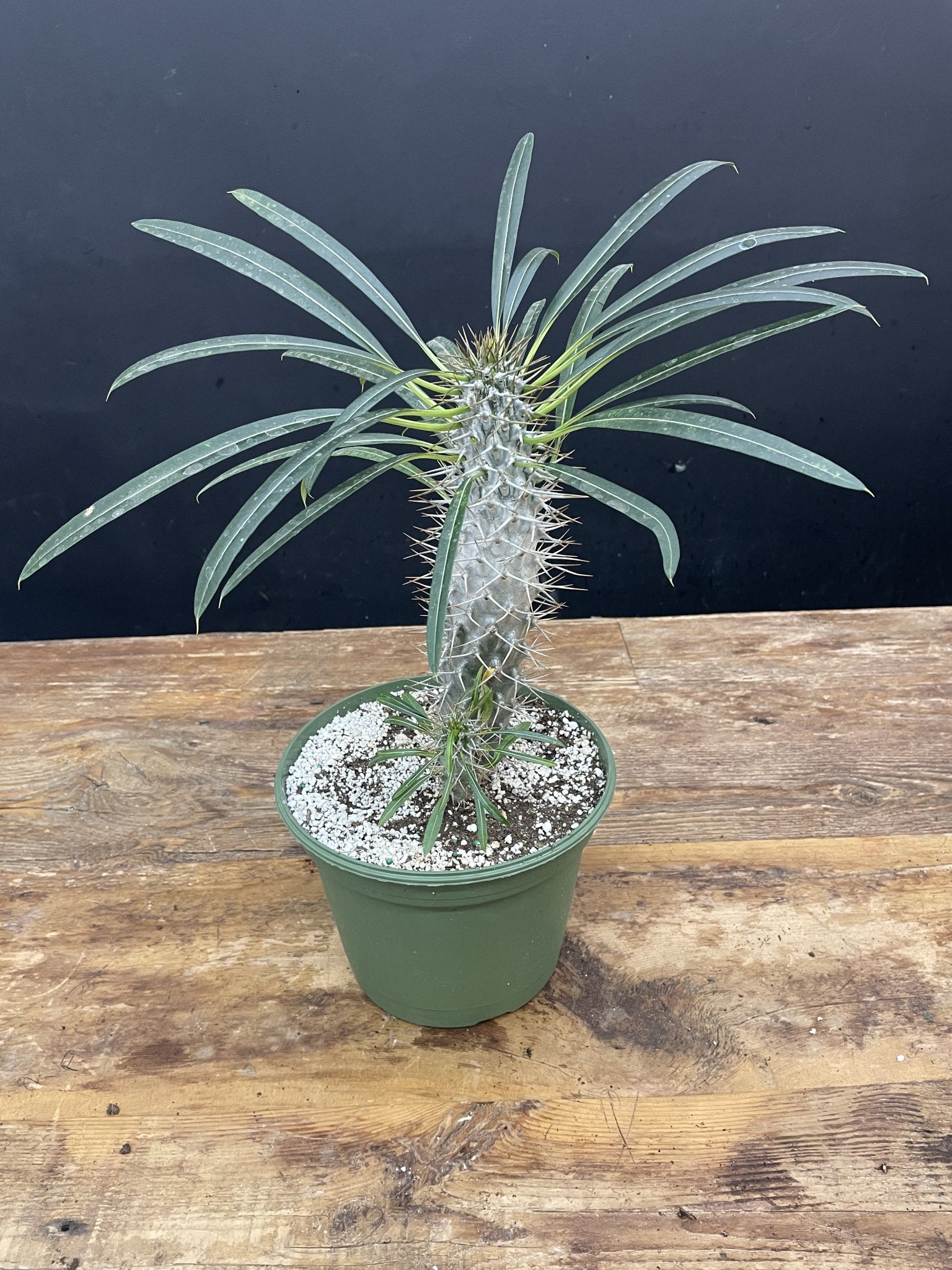 Madagascar Palm - Satellite Garden Centre