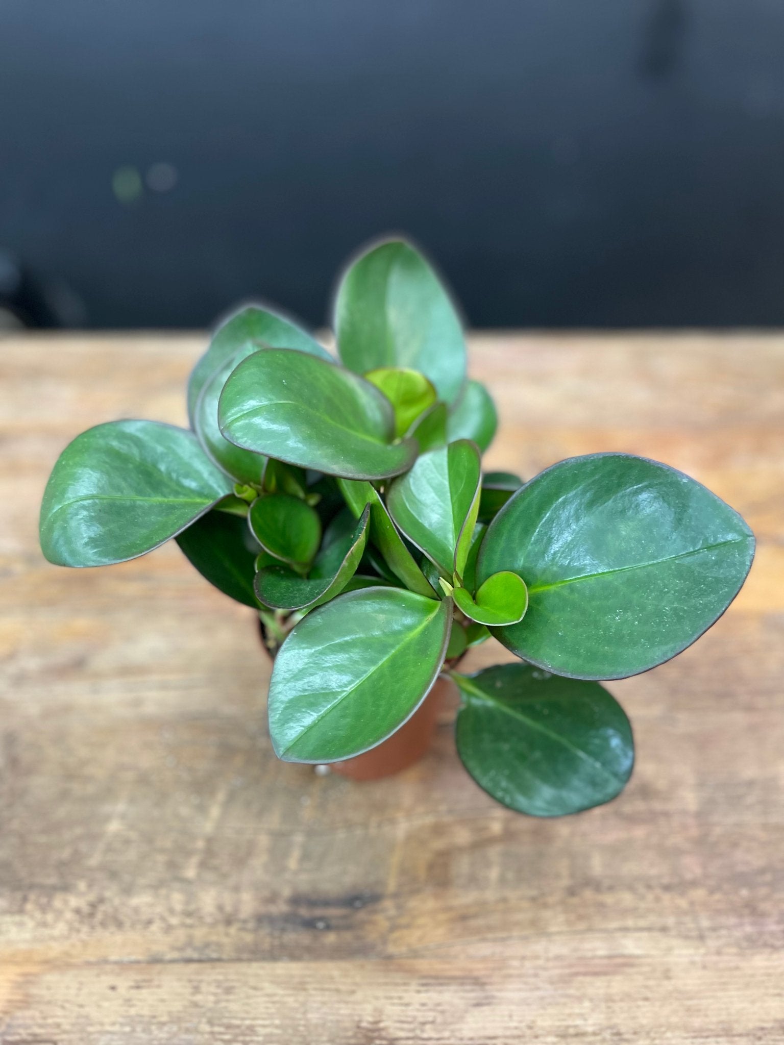 Peperomia Red Edge Green 5" - Satellite Garden Centre