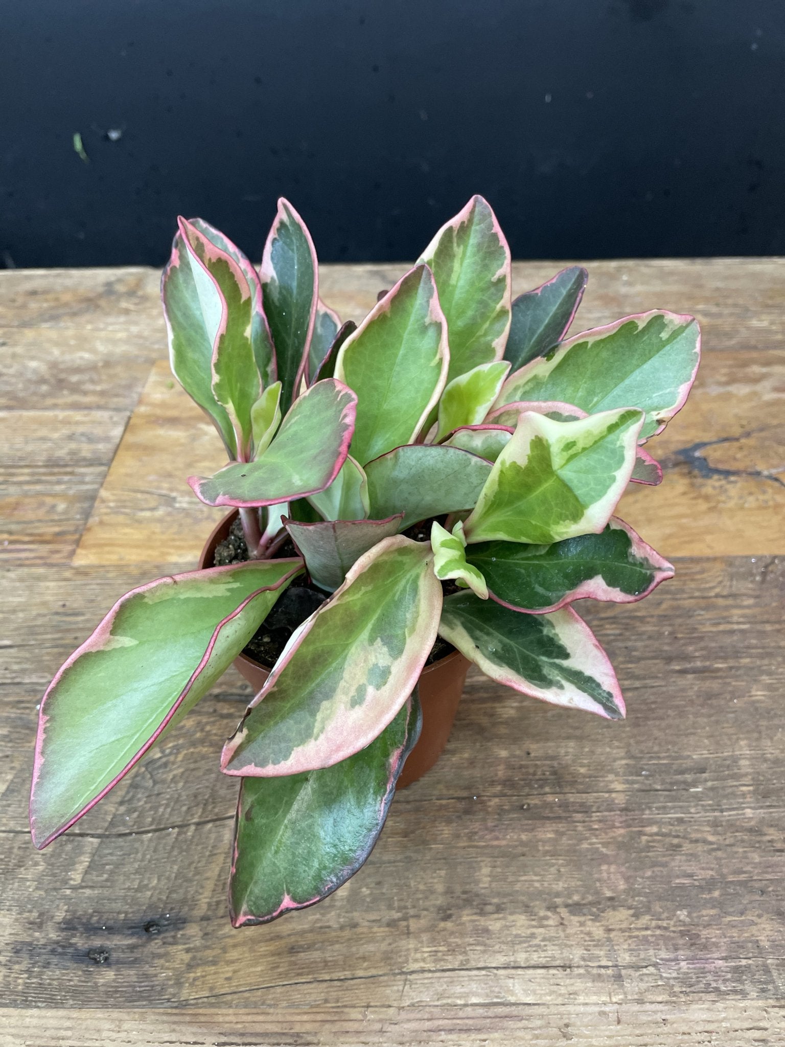 Peperomia Tricolour 5" - Satellite Garden Centre
