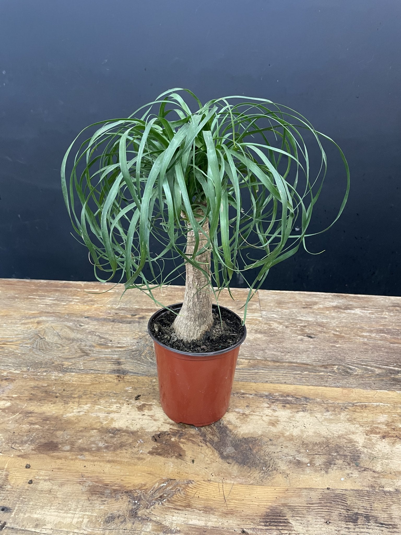 Ponytail Palm - Satellite Garden Centre