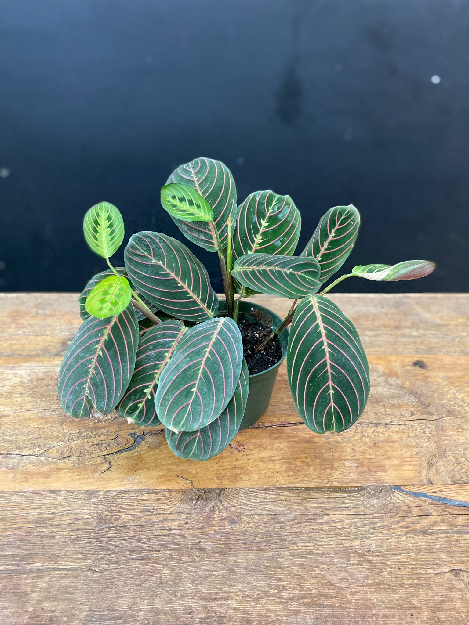 Prayer Plant (Dark Leaf) - Satellite Garden Centre