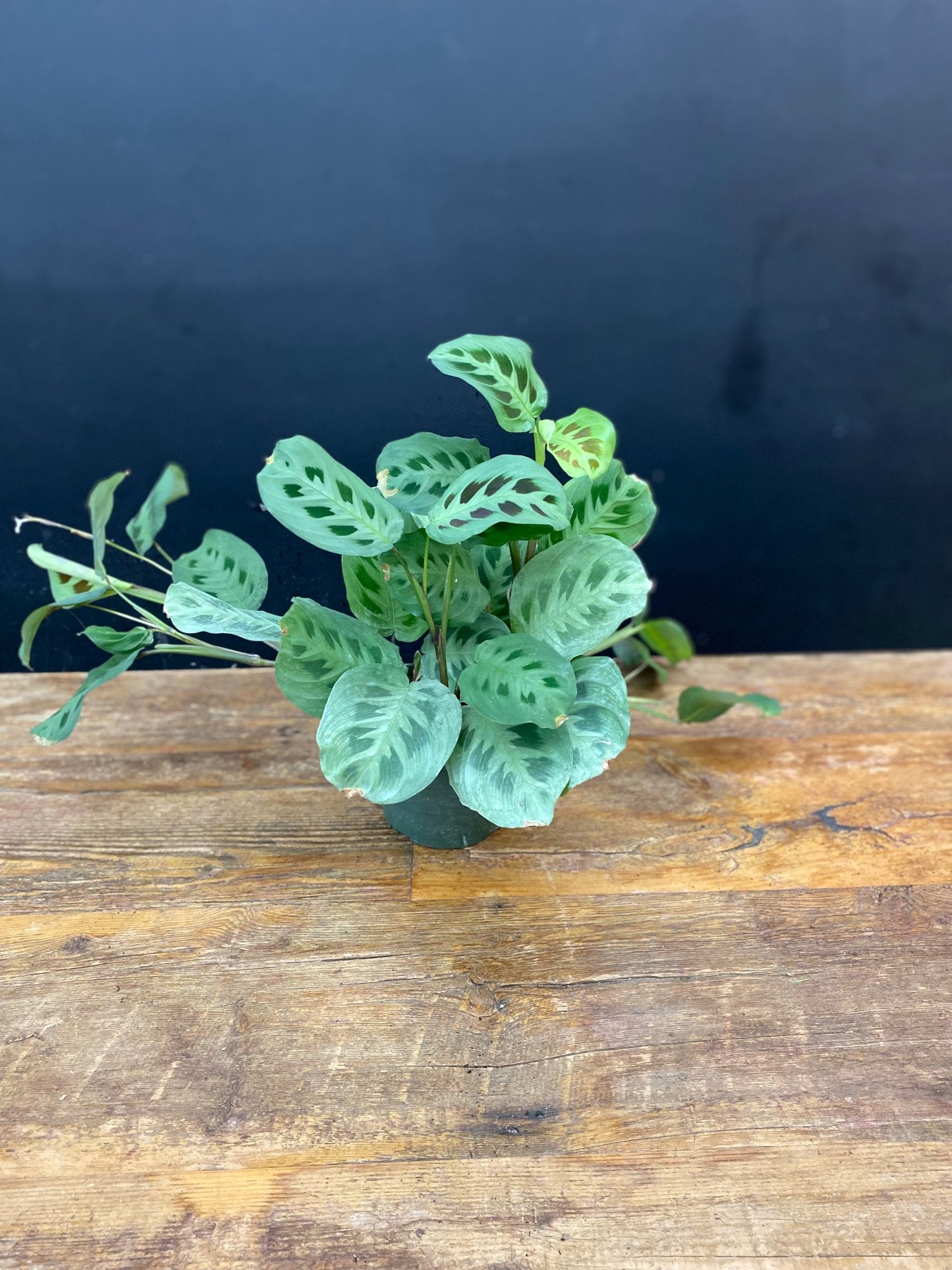 Prayer Plant (Green Leaf) - Satellite Garden Centre
