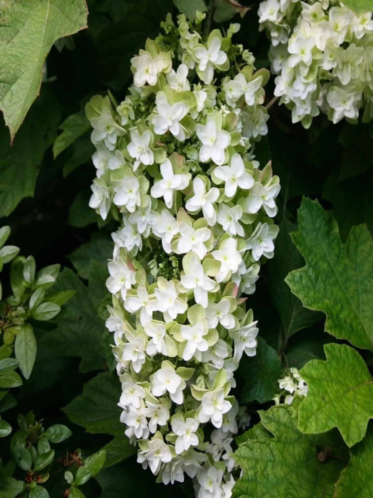 Snowflake - Satellite Garden Centre