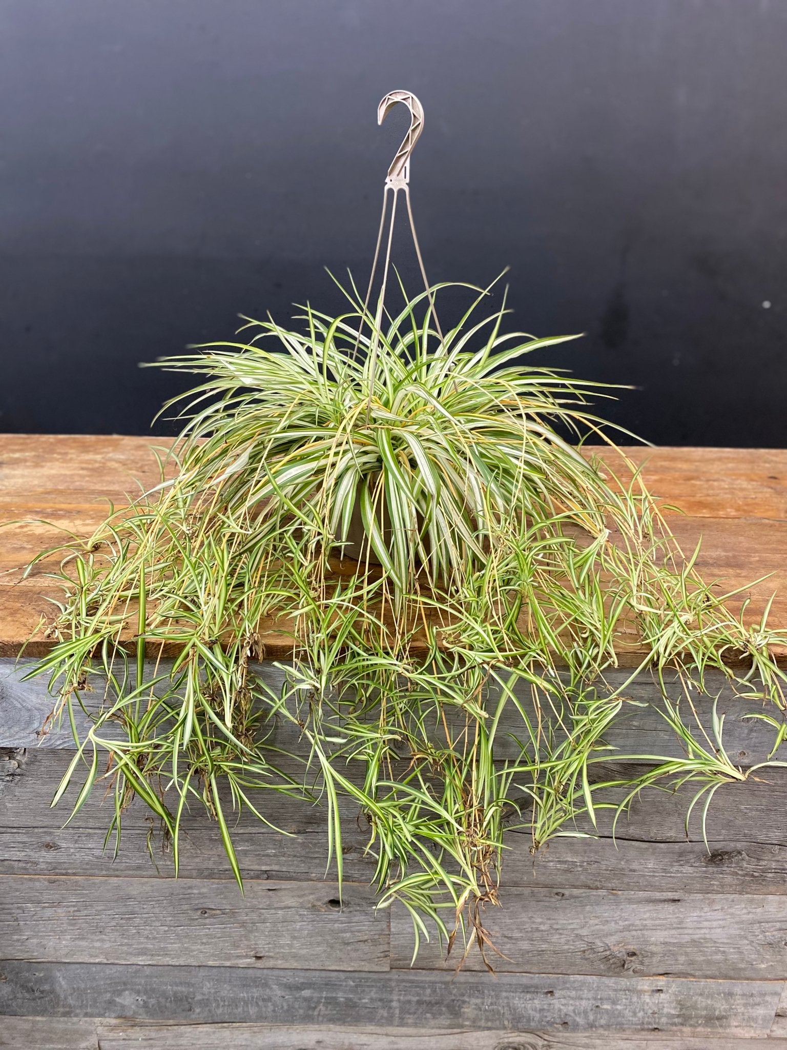 Spider Plant Hanging Basket - Satellite Garden Centre