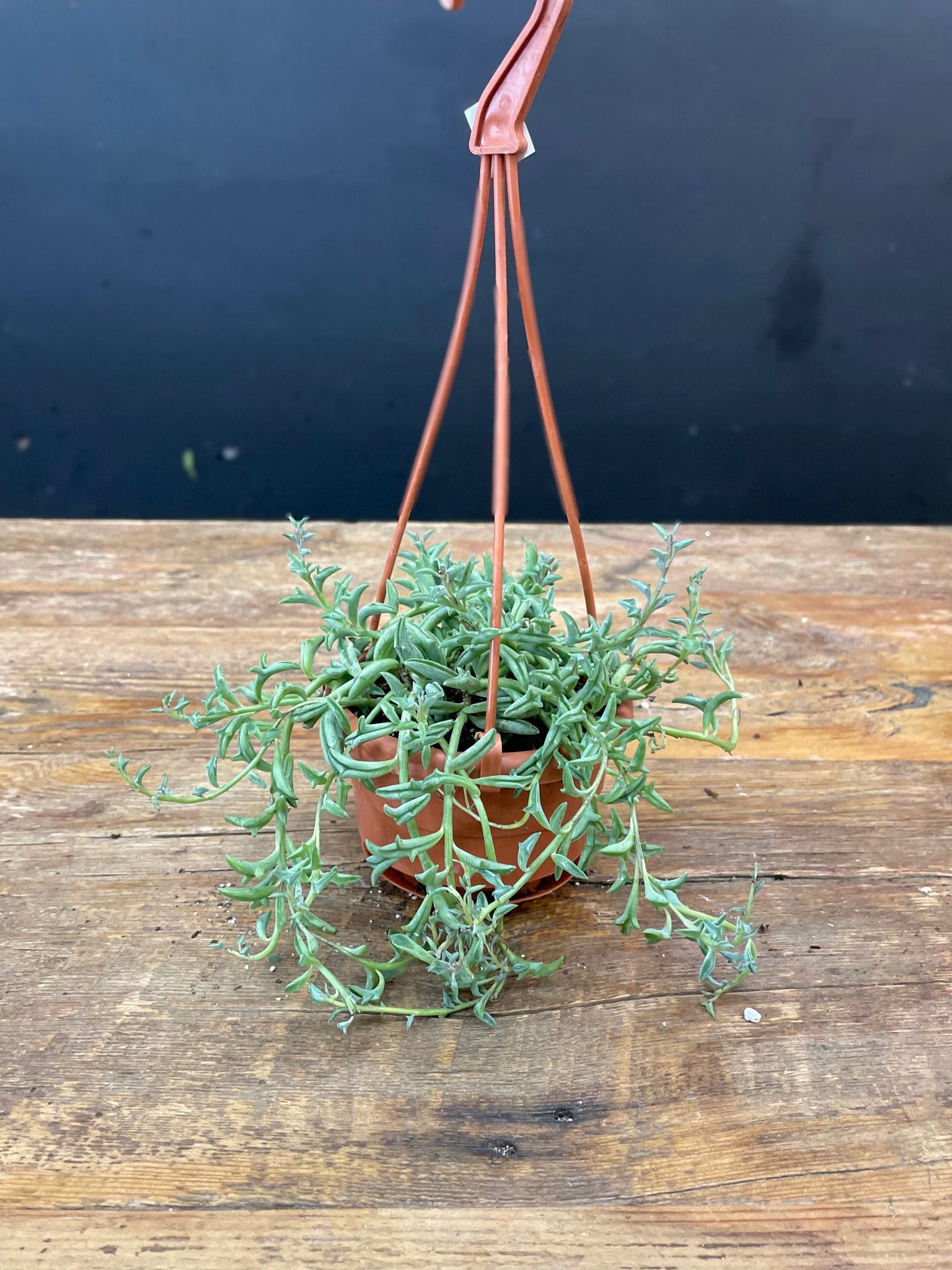 String of Dolphines - Satellite Garden Centre