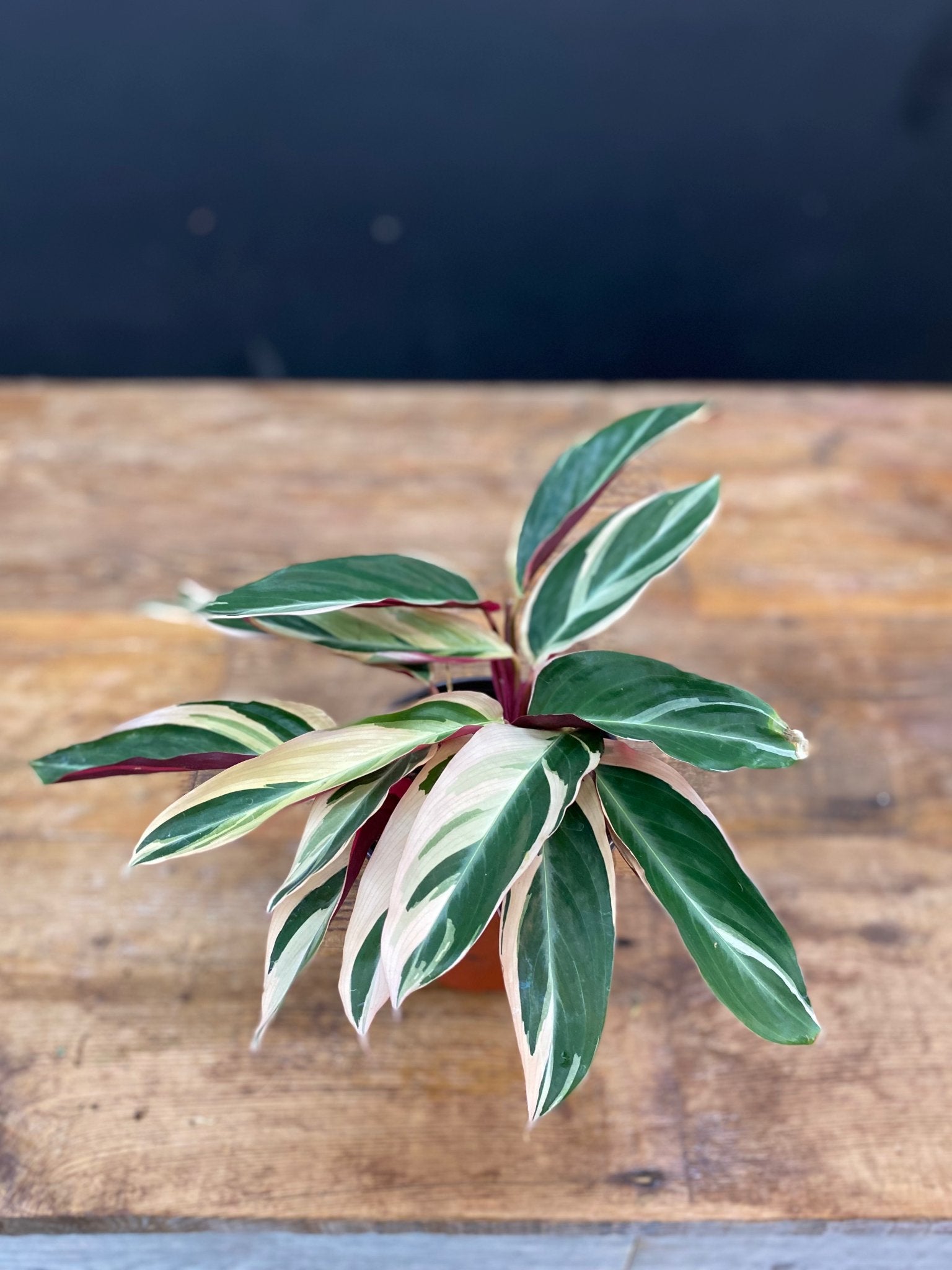 Stromanthe Trio Star - Satellite Garden Centre