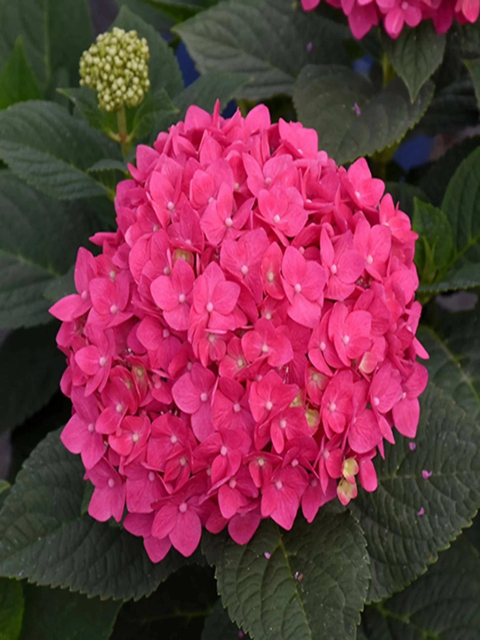 Summer Crush - Satellite Garden Centre