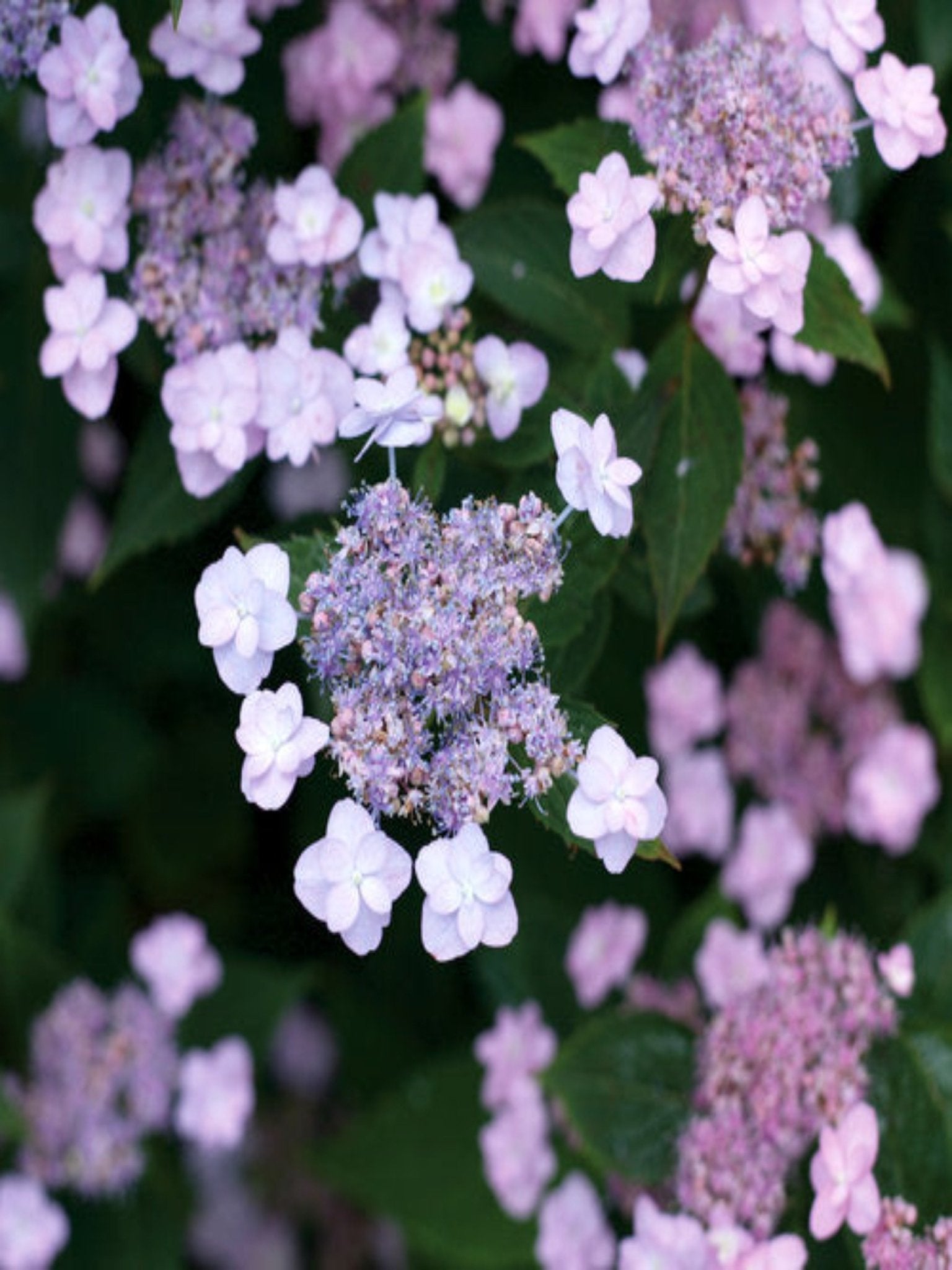 Tiny Tuff Stuff - Satellite Garden Centre
