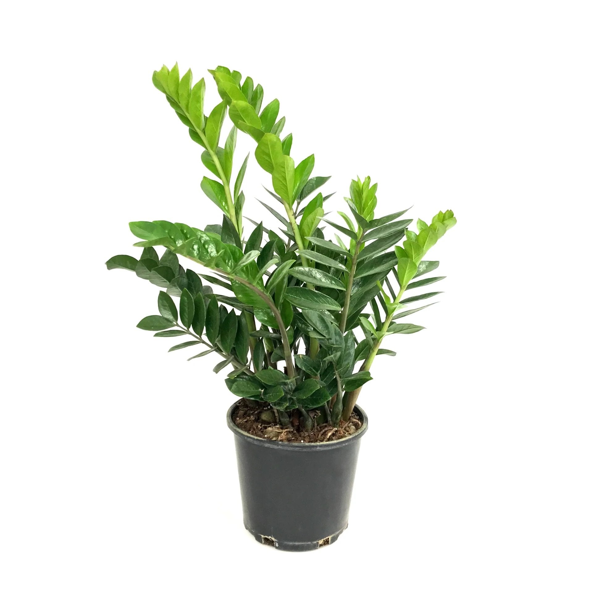 Zamioculcas 10" - Satellite Garden Centre